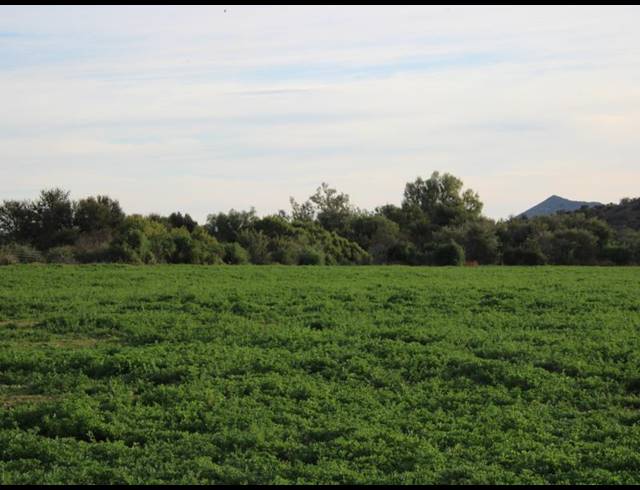 1,848HA FARM FOR SALE IN MIDDELBURG RURAL